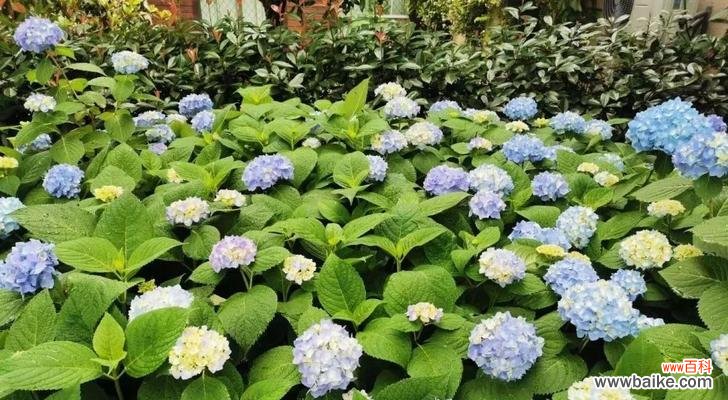 揭开绣球花的神秘面纱 绣球花的花语和寓意