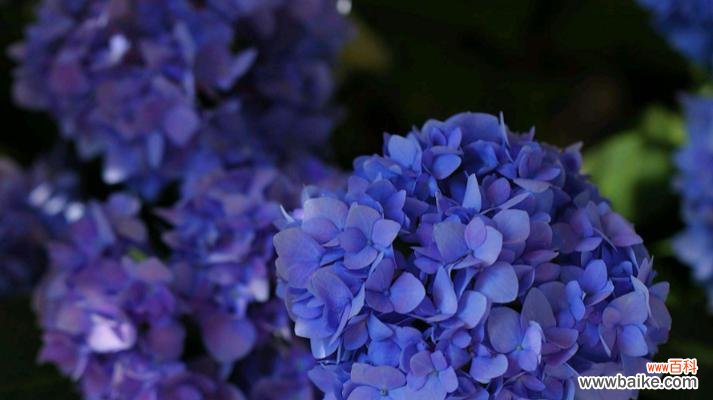 细数绣球花的多彩寓意 绣球花的花语及寓意