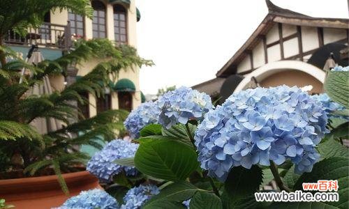 探究绣球花象征的内涵 绣球花