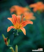 揭开萱草花语的神秘面纱 萱草花的花语与意义