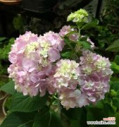 一朵绣球花传递的情感和心愿 绣球花的花语与寓意——花开寓意，花落凄凉