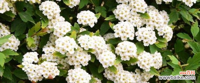 以绣线菊为主题的花语解读及象征意义 探寻绣线菊的花语