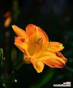 以萱草为主题的文化传承及其对人们的启示 萱草的寓意与象征