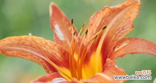 探寻萱草的文化内涵与美学价值 萱草的寓意与象征意义