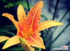 探寻萱草的秘密——一朵传递希望和坚持的花 萱草花语与寓意