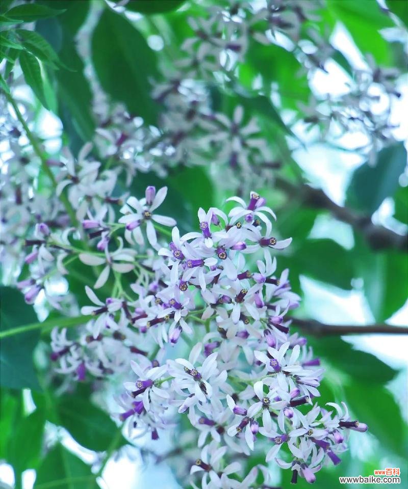 6月6日生日的花语是什么？6月6日出生的人适合哪种花语？