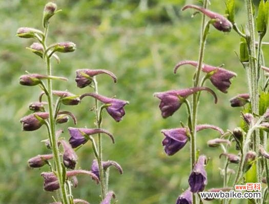 6月6日生日的花语是什么？6月6日出生的人适合哪种花语？