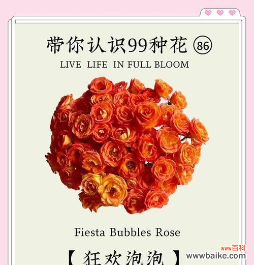 高升和发财是什么花的花语?哪种花象征着成功与财富?