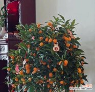 高升和发财是什么花的花语？哪种花象征着成功与财富？