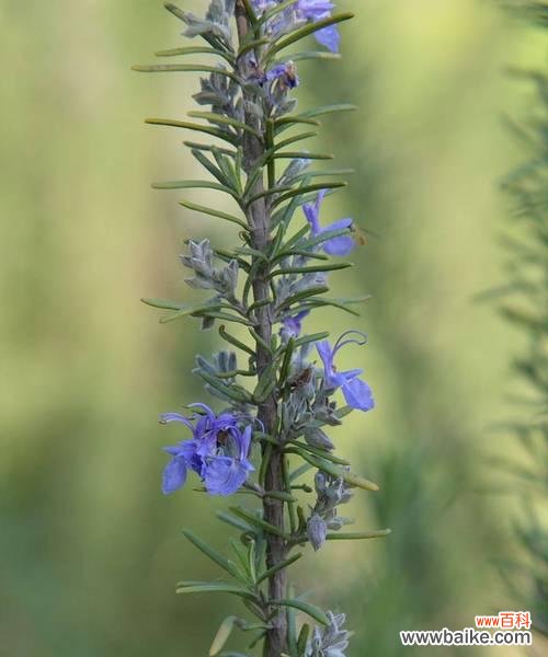 简述薰衣草花语和寓意是什么？薰衣草的花语和寓意有何特别之处？