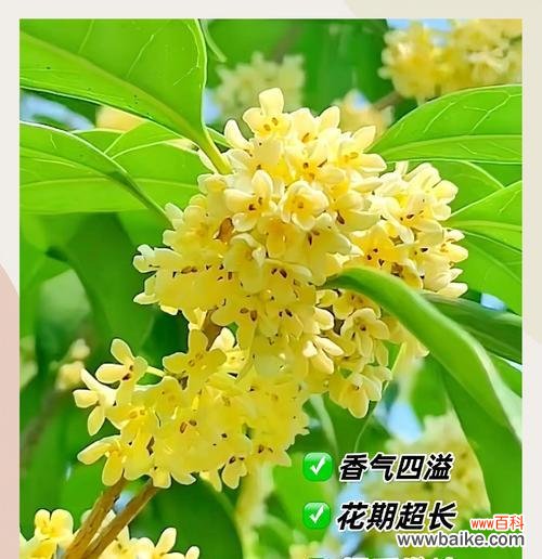 月季香味的花语有何含义？它在香气中隐藏了什么信息？