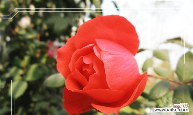 月季香味的花语有何含义？它在香气中隐藏了什么信息？