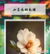 道具美丽的花语是什么花？如何表达爱意？