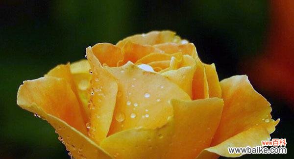 彩虹烟花的花语是什么？彩虹烟花在花语中象征着什么？