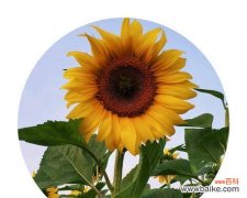 彩虹烟花的花语是什么？彩虹烟花在花语中象征着什么？