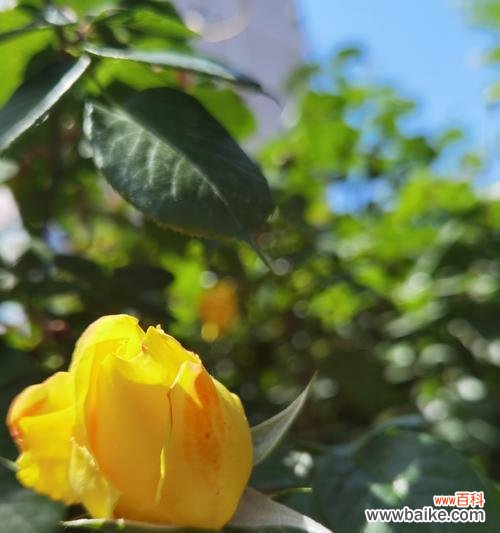 海里的玫瑰是什么花语？花语重新定义是什么意思？