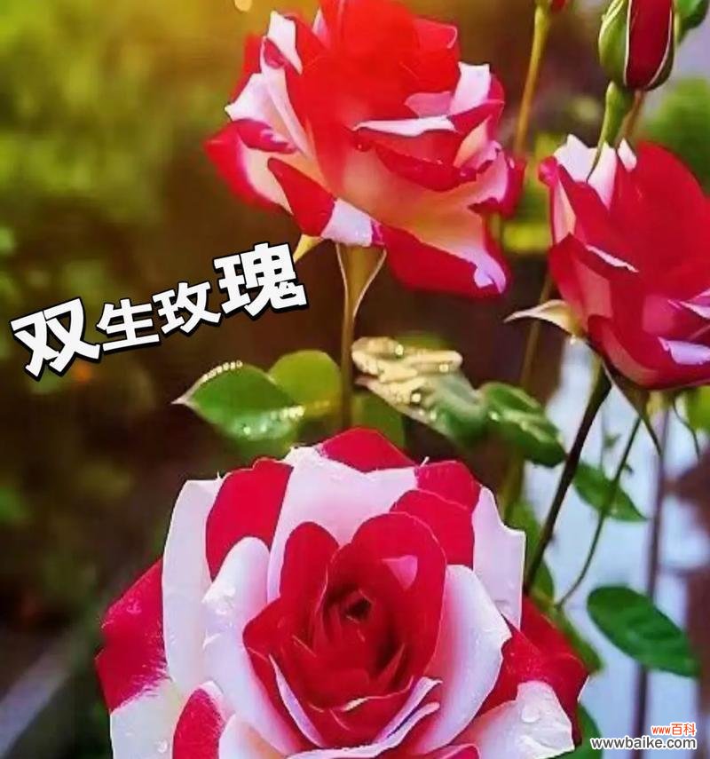 海里的玫瑰是什么花语？花语重新定义是什么意思？