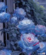 海里的玫瑰是什么花语？花语重新定义是什么意思？