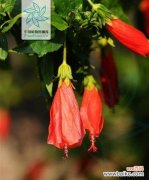 祁煜代表花花语是什么？祁煜代表花的花语有哪些含义？