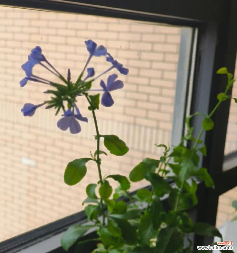 祁煜代表花花语是什么?祁煜代表花的花语有哪些含义?