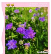 蓝盆的花语具体表达什么？