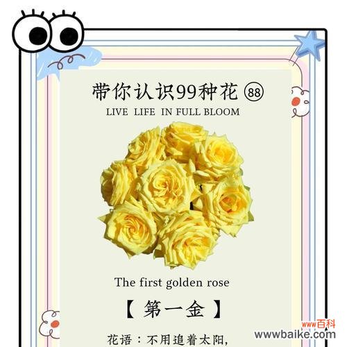 黄玫瑰作为礼物时的花语是什么？