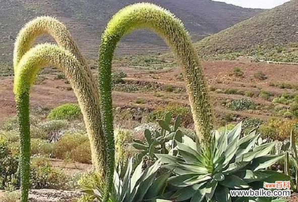 龙舌兰花的象征意义与传承之道 龙舌兰花的寓意