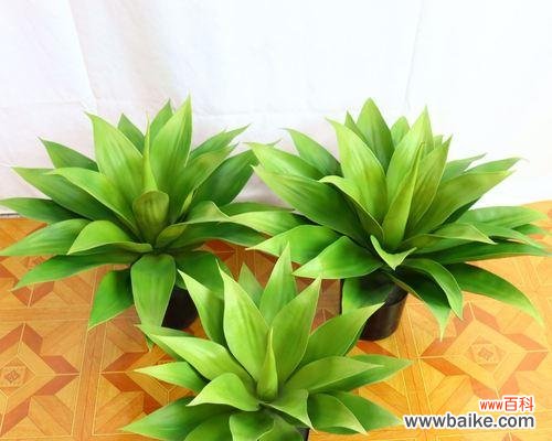 龙舌兰花的象征意义与传承之道 龙舌兰花的寓意