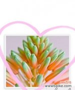 古老传说中的龙舌兰花语与美丽神秘的传承 龙舌兰的传说——花开传奇