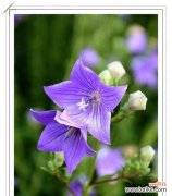 探索龙胆花花语的深层含义 龙胆花