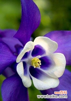 耧斗菜，花开寄托着这样的心愿 耧斗菜的花语及寓意解读