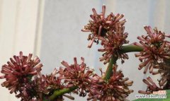 探索龙血树的象征意义与生命力 龙血树