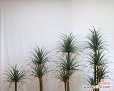 探寻龙血树的奥秘，解读其独特象征 龙血树的神奇寓意与象征意义