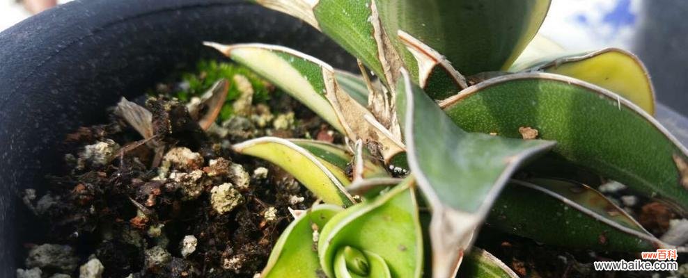 龙舌兰 探寻龙舌兰的寓意