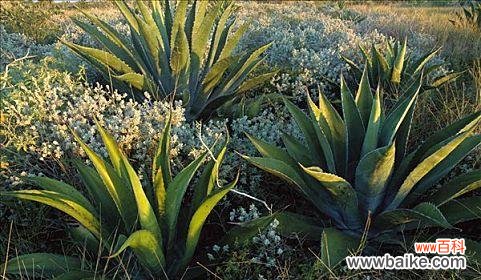 龙舌兰 探寻龙舌兰的寓意