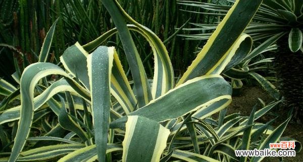 龙舌兰 探寻龙舌兰的寓意