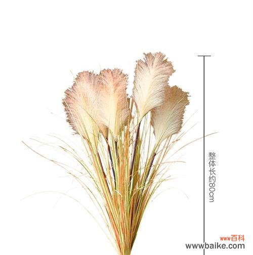 探索芦苇的意义与应用,了解芦苇的多样化用途 芦苇的花语与用途