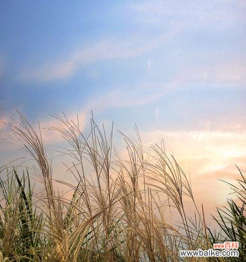 探索芦苇的意义与应用,了解芦苇的多样化用途 芦苇的花语与用途