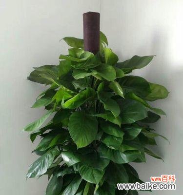 绿萝花语的深意与寓意 绿萝花语与幸福生活