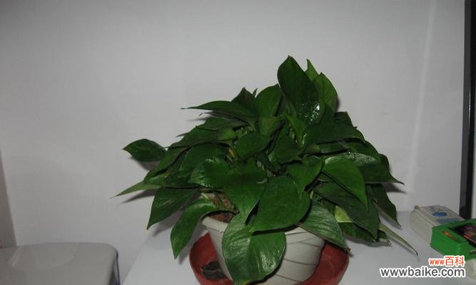 绿萝花语的深意与寓意 绿萝花语与幸福生活