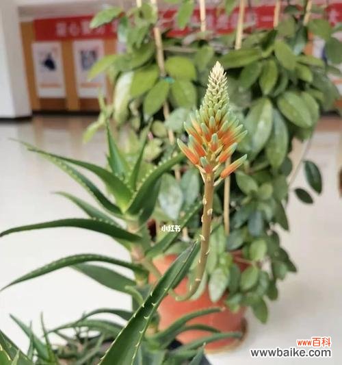 揭示芦荟开花背后的深层意义 芦荟绽放的寓意