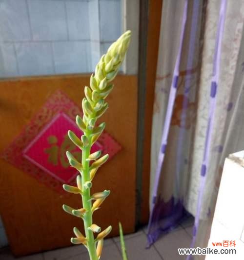 揭示芦荟开花背后的深层意义 芦荟绽放的寓意