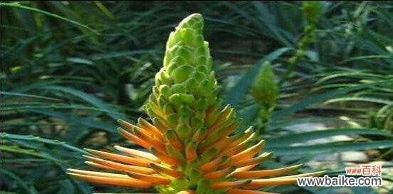 探索芦荟花语的文化内涵与象征意义 芦荟花语的深意与传承