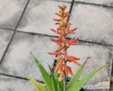 探索芦荟花语的文化内涵与象征意义 芦荟花语的深意与传承