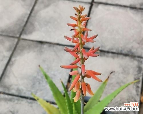 探索芦荟花语的文化内涵与象征意义 芦荟花语的深意与传承