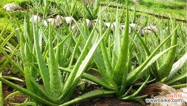 探秘芦荟的神秘花语和古老传说，揭开自然界的奇迹 芦荟的花语与传说