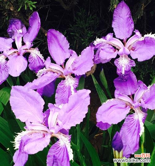 探寻鸾尾花的深层寓意 以鸾尾花的寓言和象征