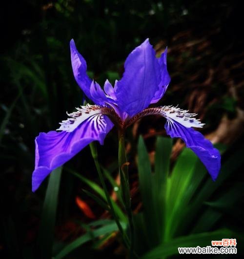 探寻鸾尾花的深层寓意 以鸾尾花的寓言和象征