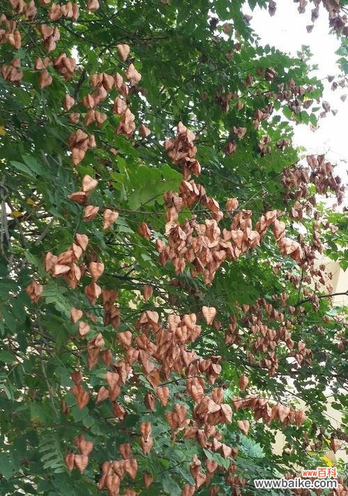 探寻栾树背后的文化传承与生态保护 栾树的象征意义与价值