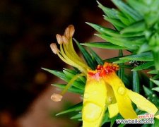 探寻栾树背后的文化传承与生态保护 栾树的象征意义与价值